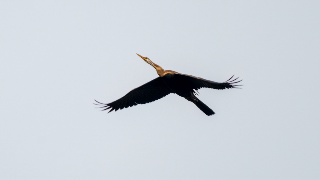 Oriental Darter